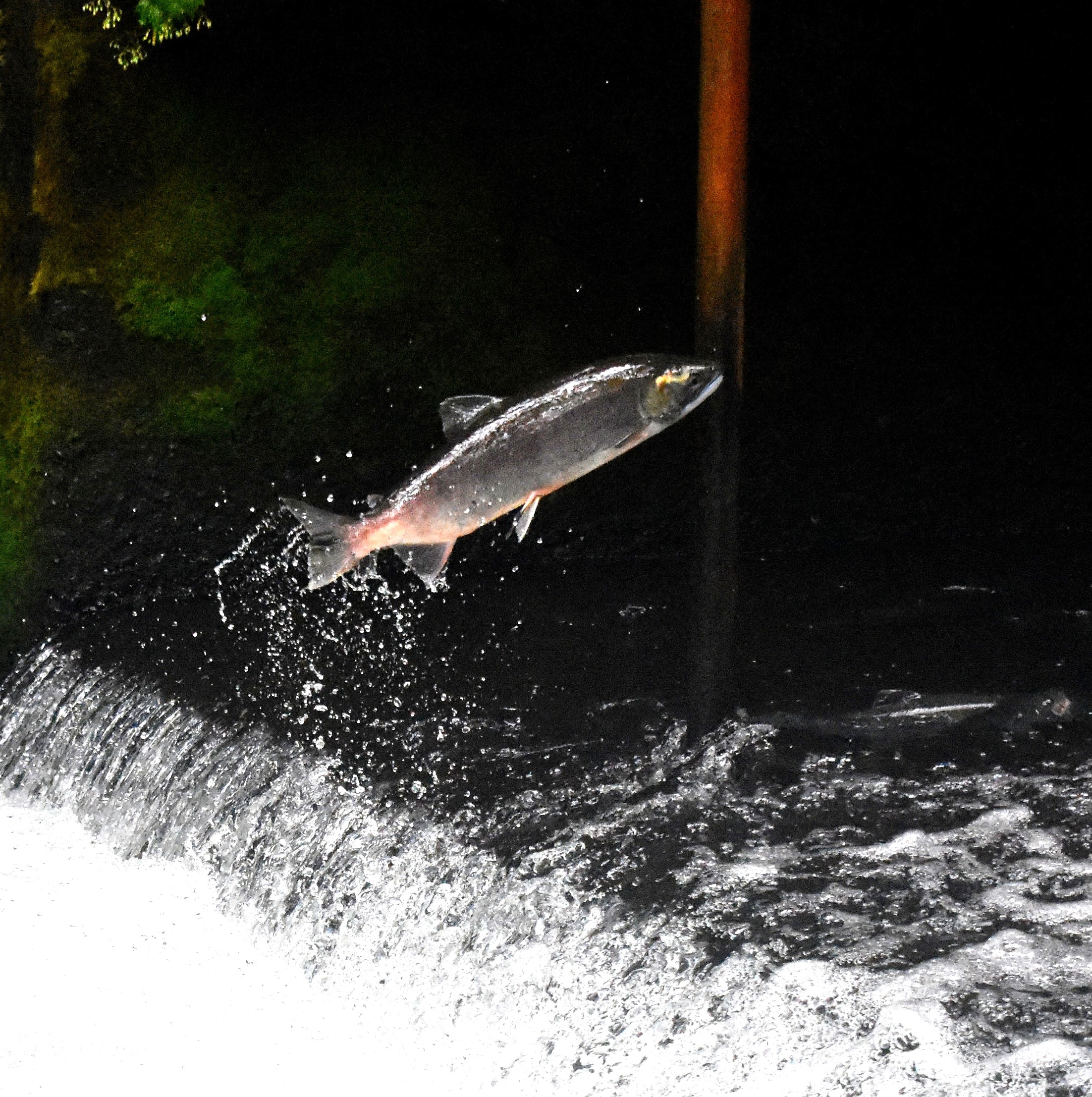 Exemption correct Badly Specii de salmonide - Dreamfish.ro